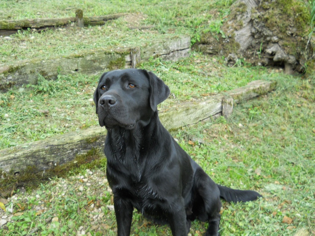Hullie du puits de chanteins