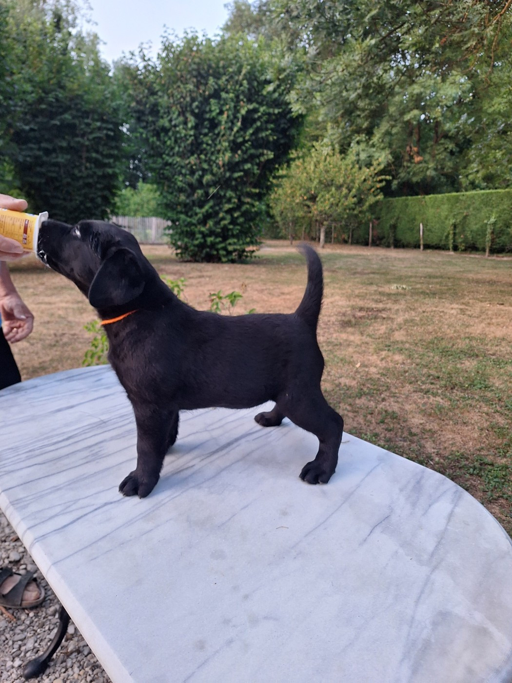 petite chienne disponible