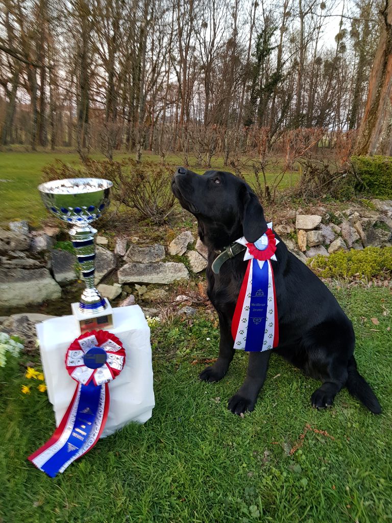 De Sonate Cras Chevalier - Stela 1ère expo canine