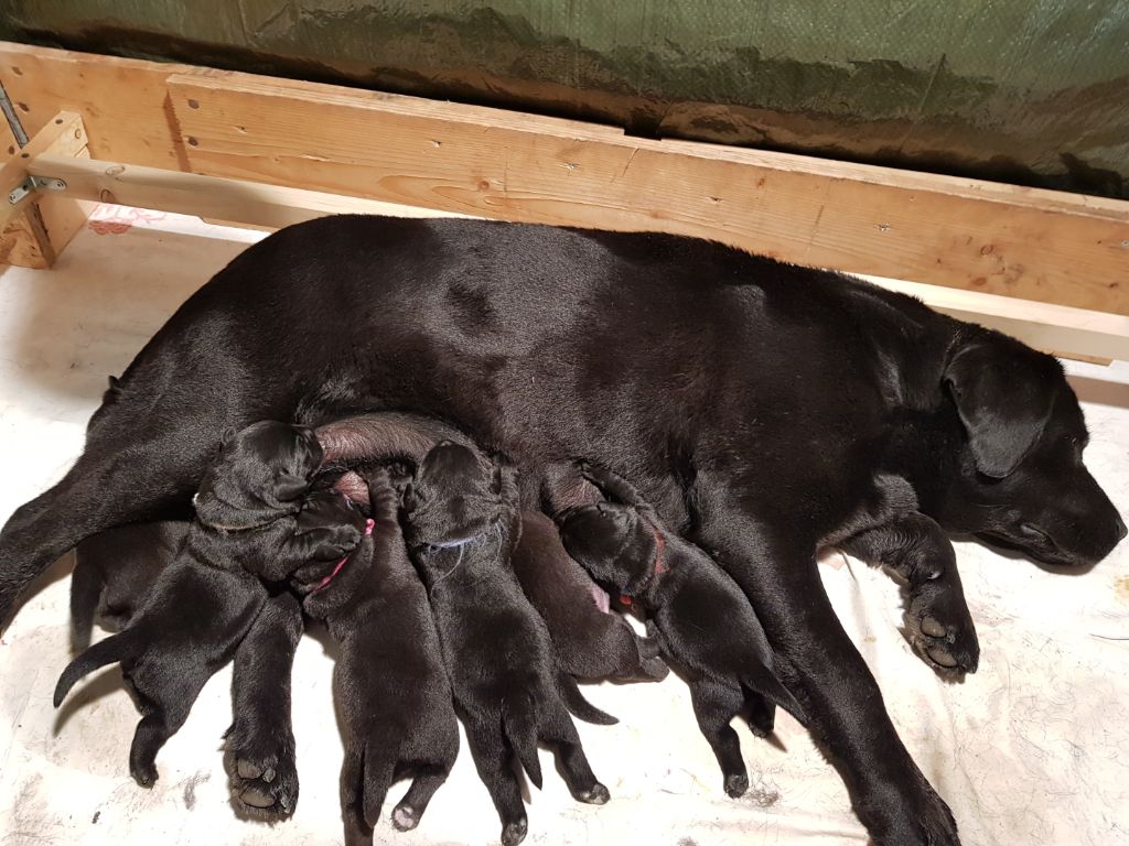 2021 les chiots ont 1 semaine