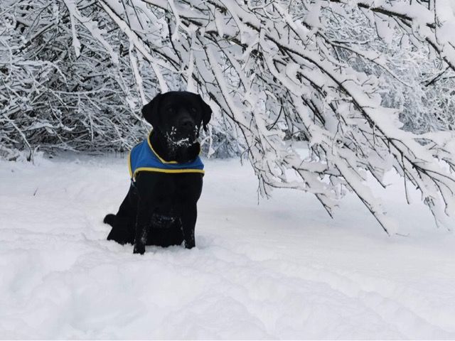 Une Ombre dans la neige 12/2020