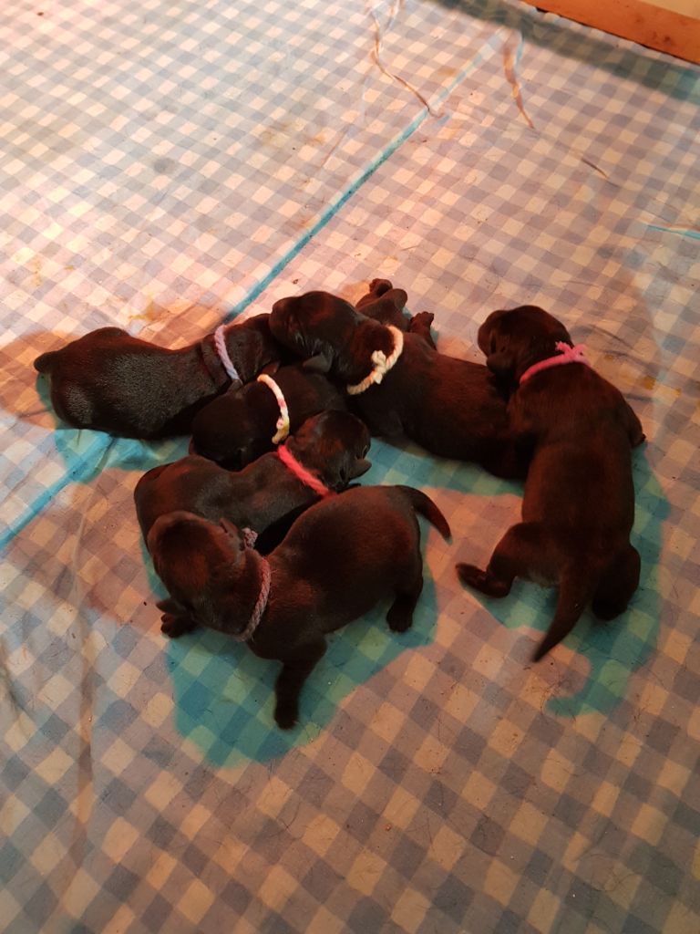 Portée 2021 tous les chiots