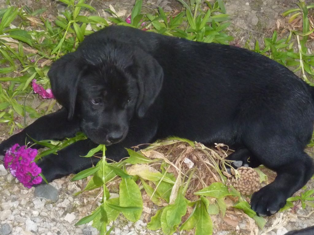 nos chiens "chiots"