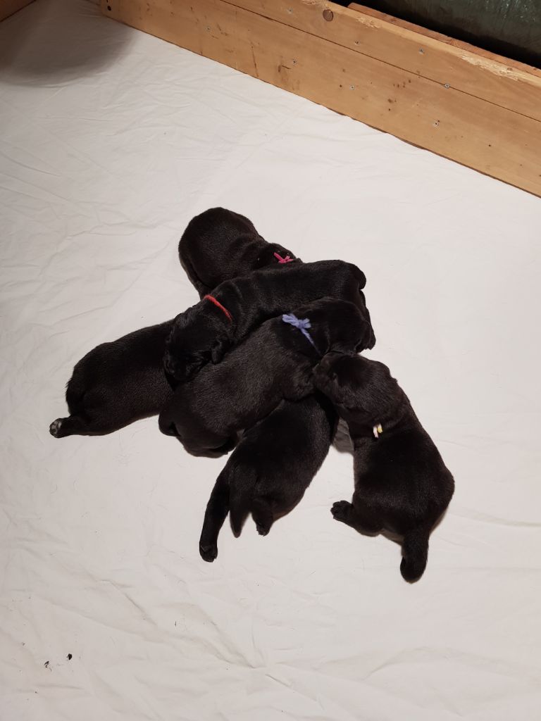 2021 les chiots ont 2 semaines
