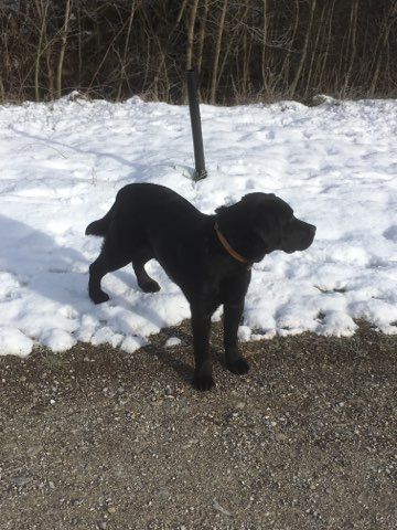 Nos chiens chez leur nouveau propriétaire