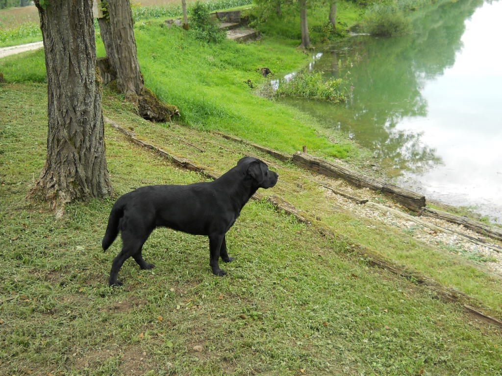nos chiens "adultes"