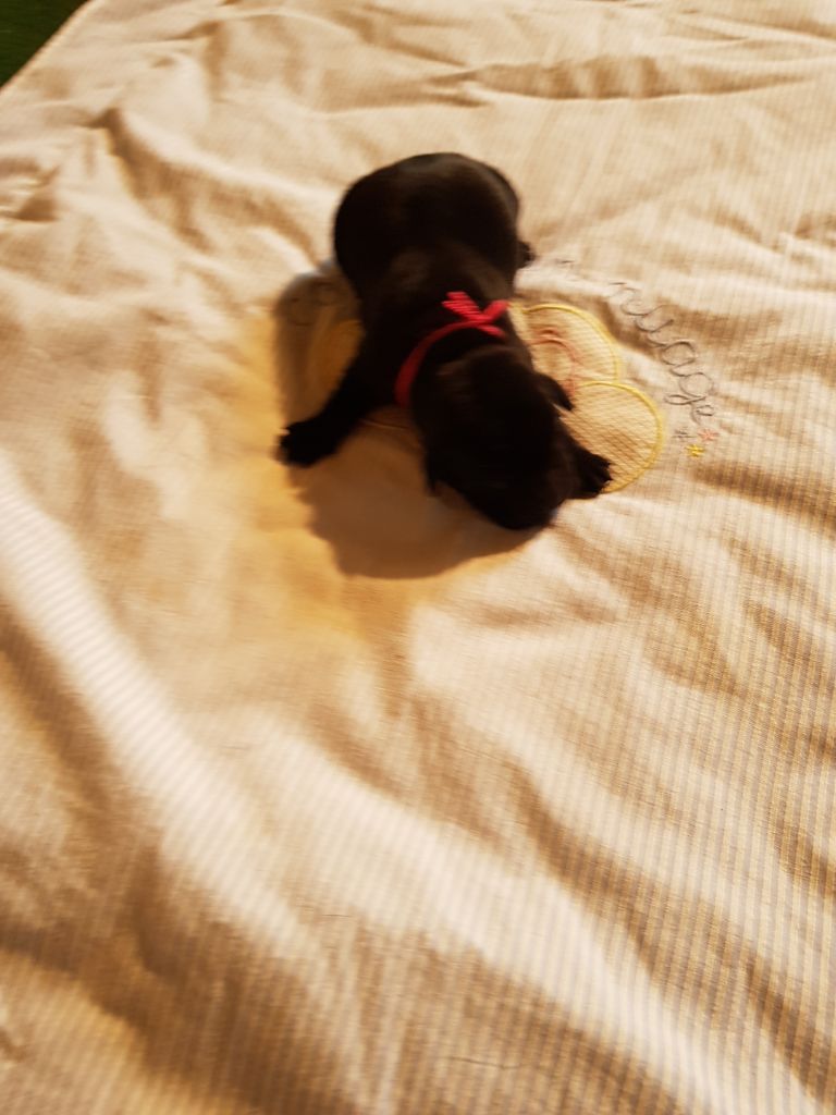 ROXIE