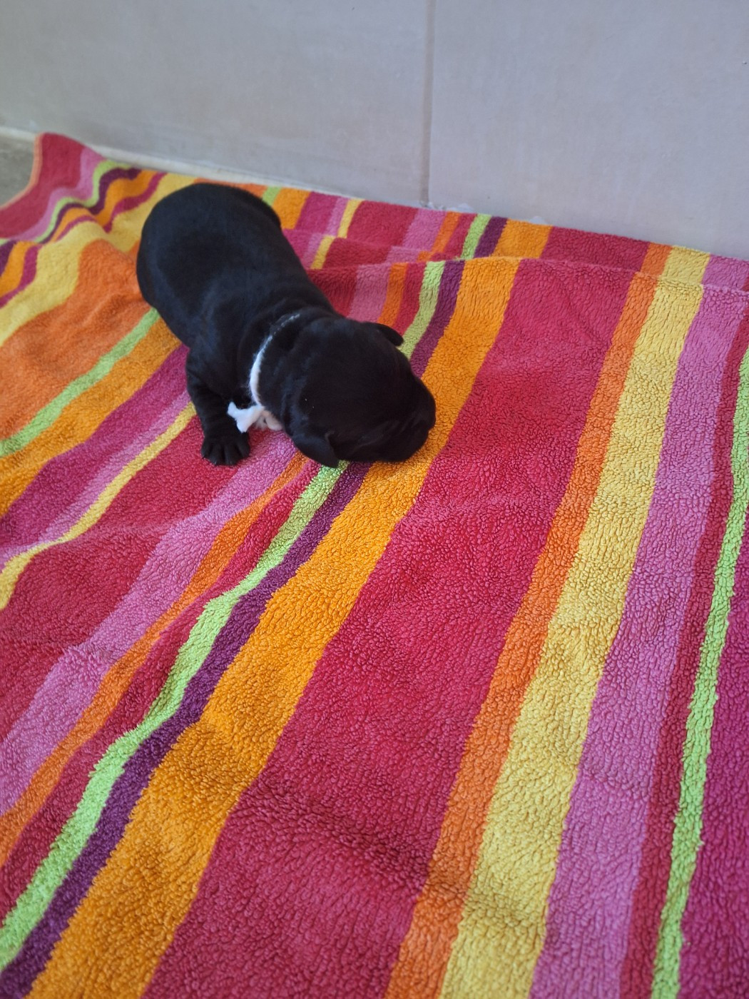 De Sonate Cras Chevalier - Labrador Retriever - Portée née le 05/11/2025