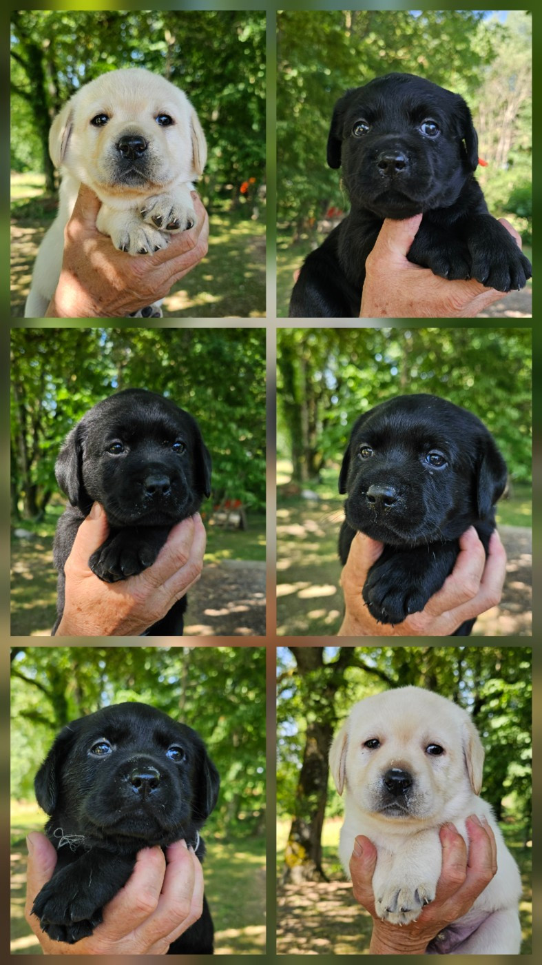 De Sonate Cras Chevalier - Chiots disponibles - Labrador Retriever
