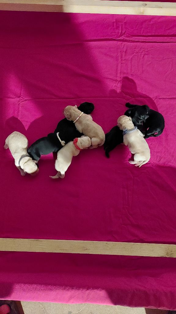 Chiot Labrador Retriever De Sonate Cras Chevalier